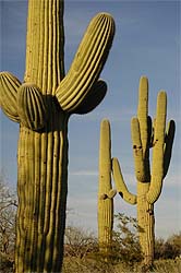 feb 08 cactus